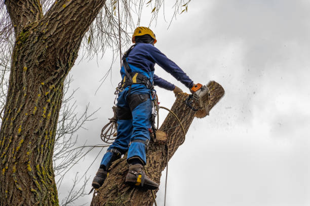 How Our Tree Care Process Works  in  Willow Park, TX